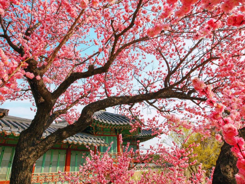 Spring Tour Experience Tourists enjoying cherry blossoms at a popular Korean spring destination