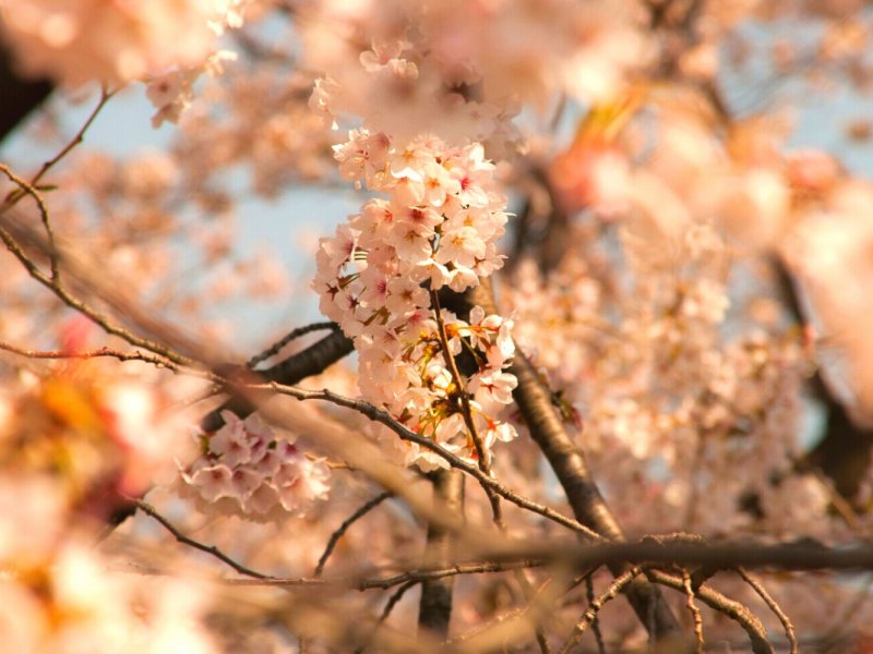 Book Your Spring Adventure Jinhae Cherry Blossom Festival One Day Tour