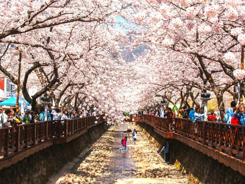Seasonal Cherry Blossoms Jinhae Cherry Blossom Festival One Day Tour