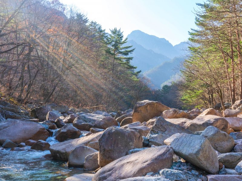 Seasonal & Cable Car Info Seorak cable car and cherry blossoms