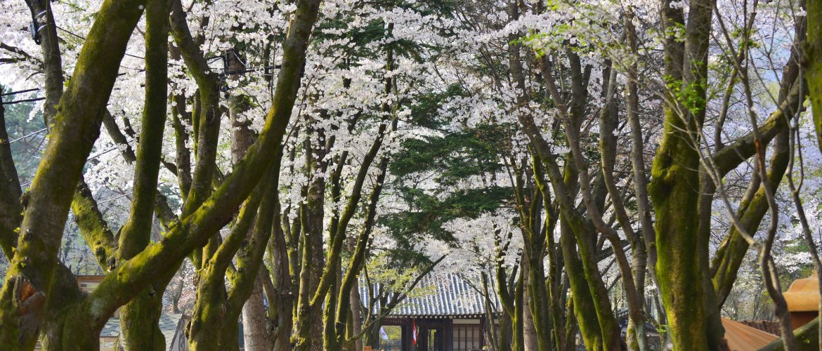 Nami Island + Gangchon Railbike One Day Tour - Guided Day Tour from Seoul Scenic tour destination landscape with travelers exploring Korea's famous landmarks