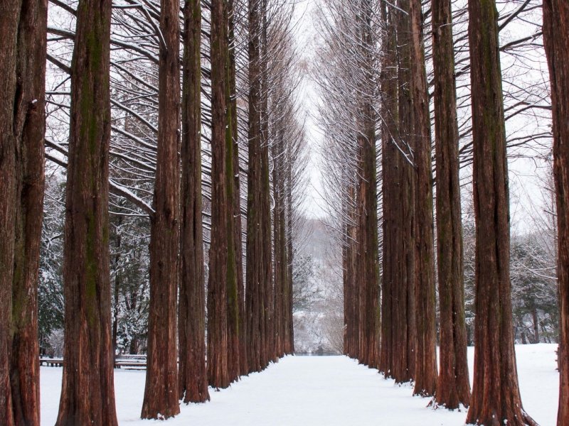 Winter Light Garden Info Twinkling garden lights during Winter Festival