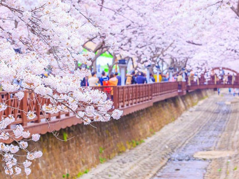 Jinhae Cherry Blossom Festival 2020