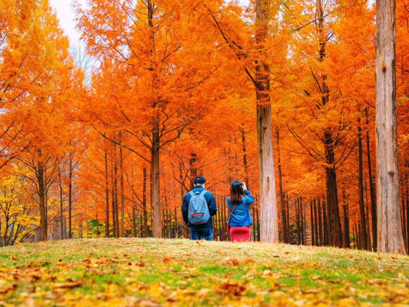 Customer FAQs for Tour Customer asking about tour options at Nami Island ferry pier