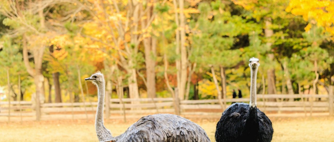 Nami Island + The Garden of Morning Calm + Petite France & Italian Village - Guided Day Tour from Seoul Scenic tour destination landscape with travelers exploring Korea's famous landmarks