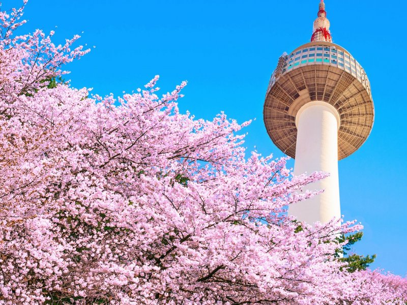 Korean Spring Landscape Spring flowers blooming along a peaceful Korean stream with traditional pavilion