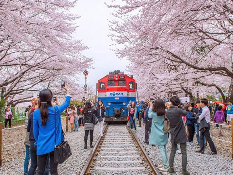 Cherry Blossom Festival 2020