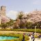 Close-up of cherry blossoms with soft pink petals against blue sky