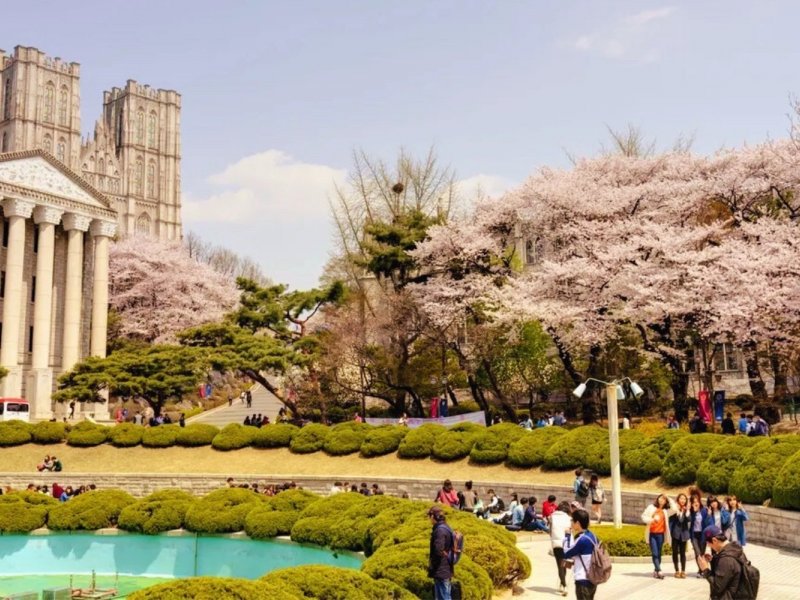 Cherry Blossom Close-up Close-up of cherry blossoms with soft pink petals against blue sky