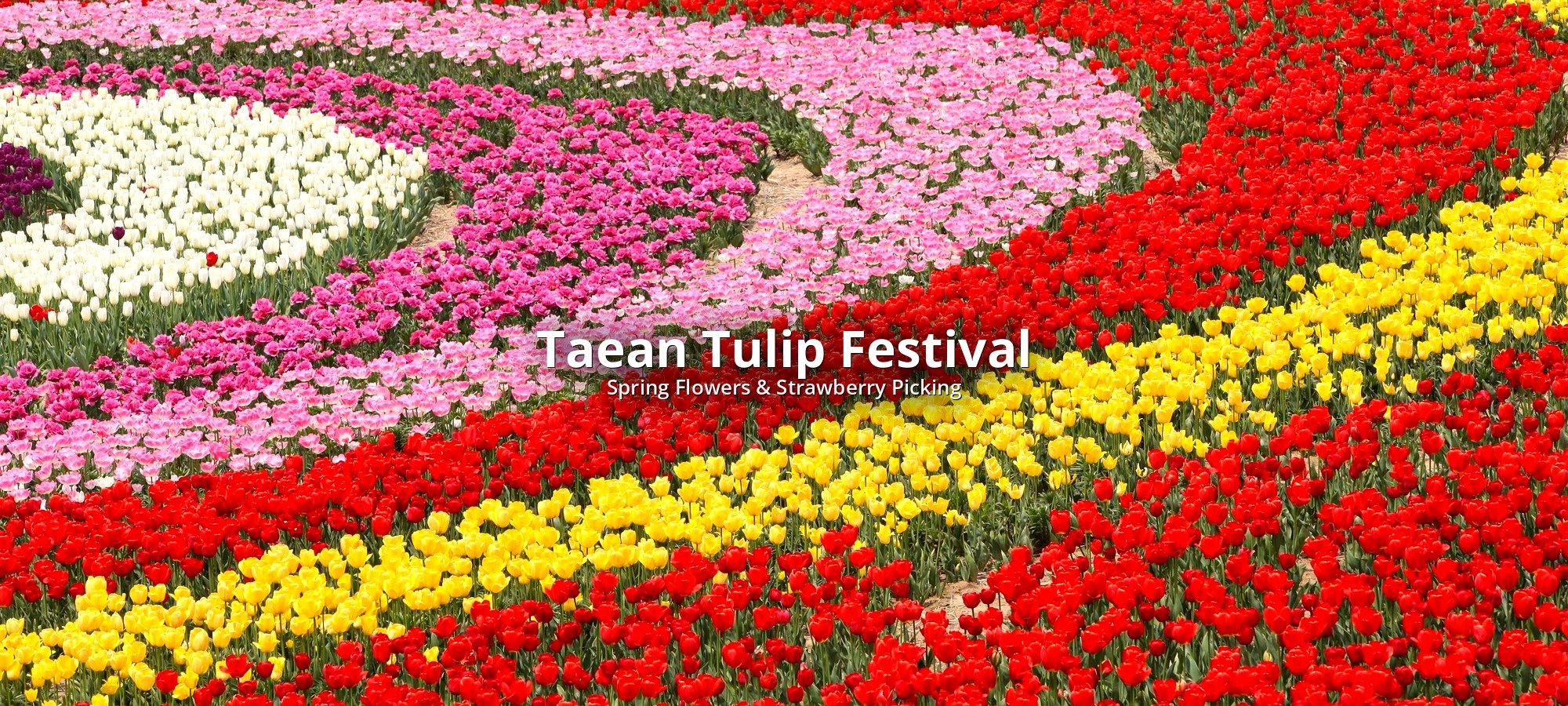 Services included Taean Tulip Festival strawberry picking tour Tour bus and guide assisting travelers at Taean Tulip Festival pickup point