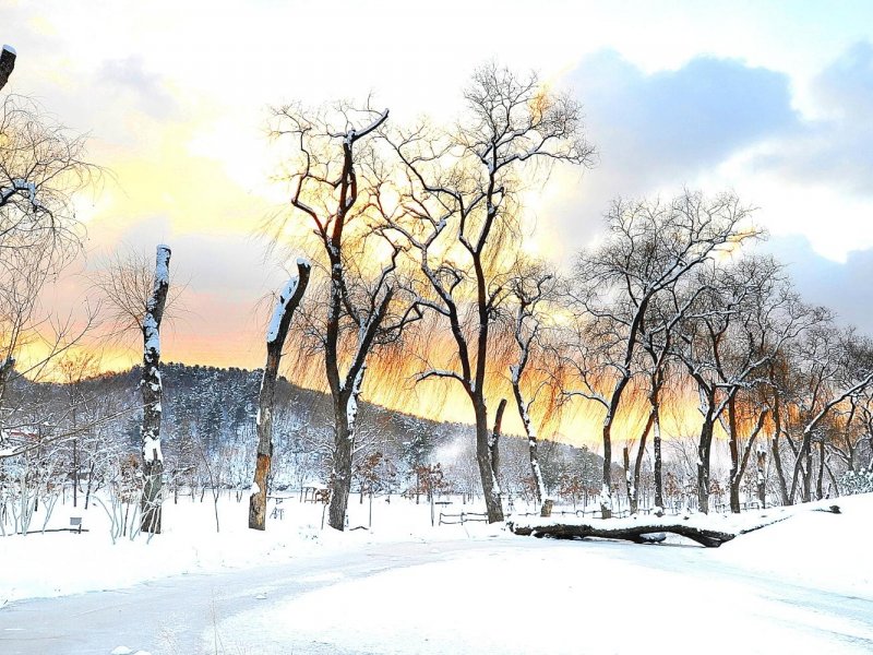 Tour Highlights Highlights of Nami Island and Ski Resort