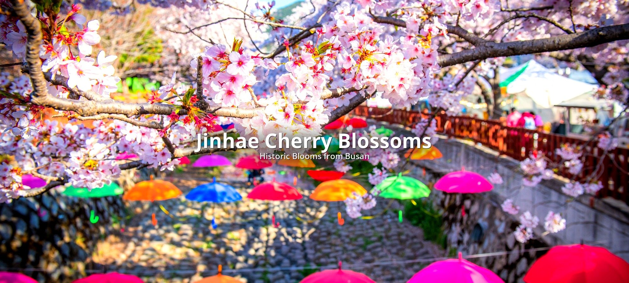 Services included Jinhae Gunhangje cherry blossom tour Tour bus and guide assisting travelers at Jinhae cherry blossom festival