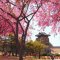 Panoramic view of cherry blossom trees lining a Korean riverside path