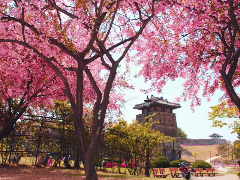 Korean Cherry Blossom Path Panoramic view of cherry blossom trees lining a Korean riverside path