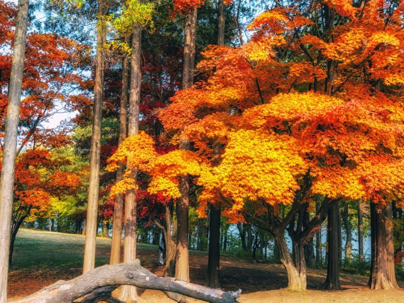 Nami Island Autumn Path Tree-lined path at Nami Island in autumn