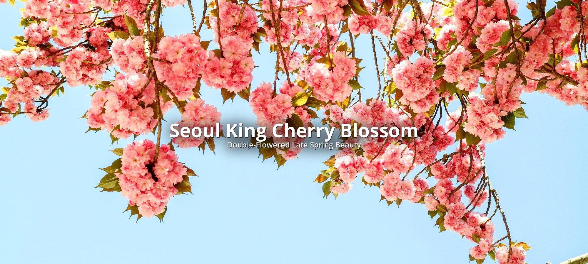Services included King cherry blossom tour Boramae Park with king cherry trees in full bloom overhead