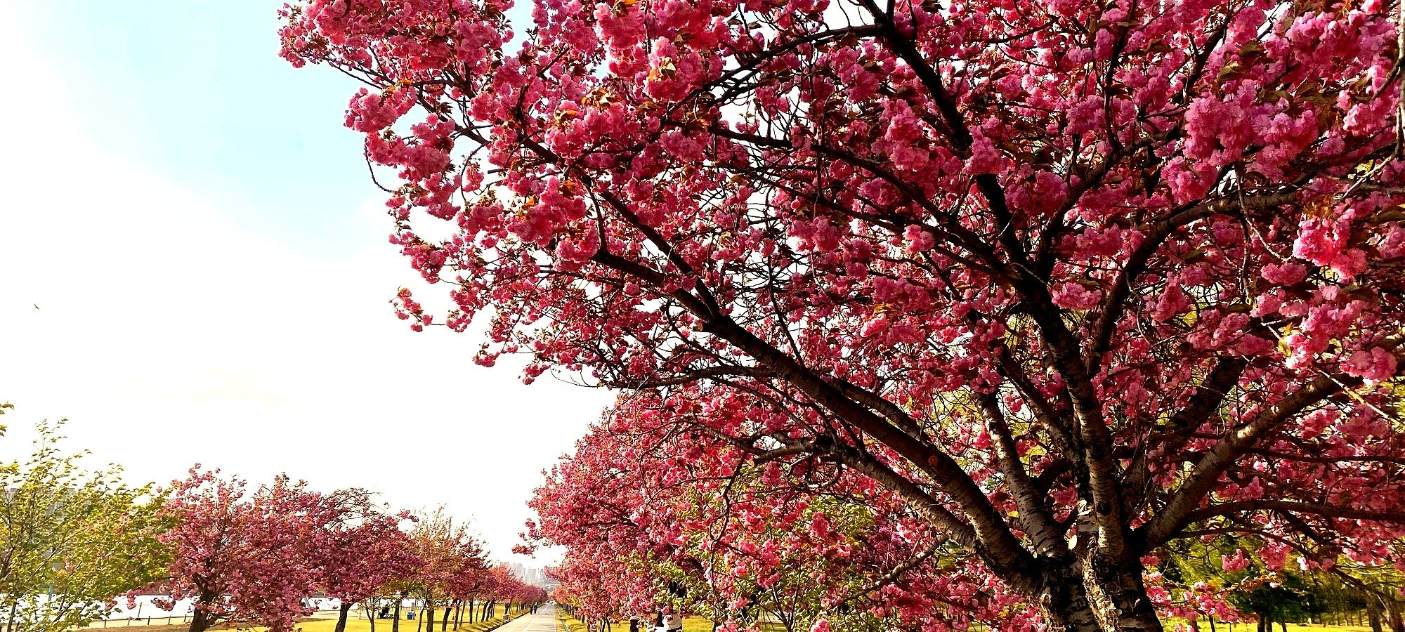 Quick facts King cherry blossom tour Seoul Three locations featured: Boramae blossom detail, Starfield modern interior, Misari water reflection