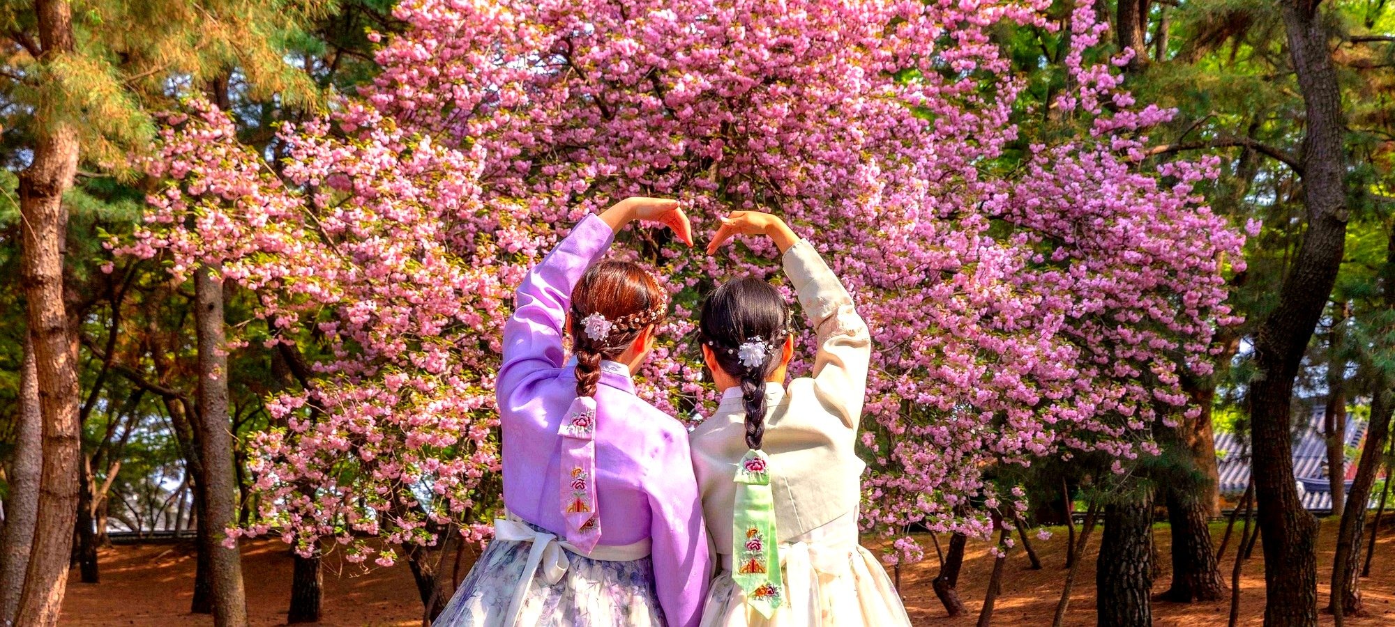 Quick facts and logistics Gyeongju cherry blossom heritage tour Busan subway map showing pickup locations for Gyeongju cherry blossom tour