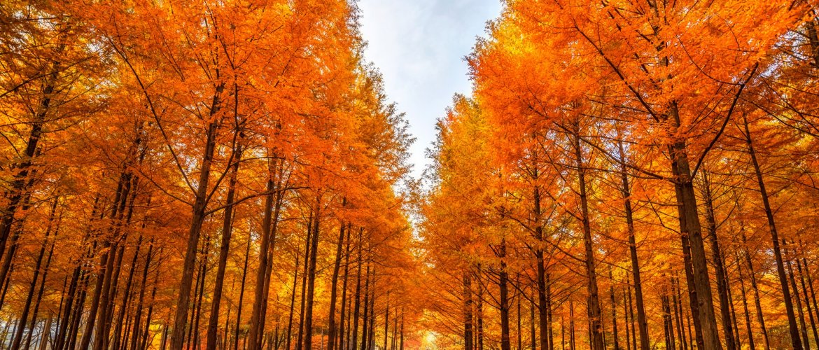 Services included in Nami + Gangchon Railbike + The Garden of Morning Calm One Day Tour Tour bus with professional staff assisting travelers at Seoul pickup point