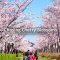 Chasing Cherry Blossom & Spring Flowers Day Tour