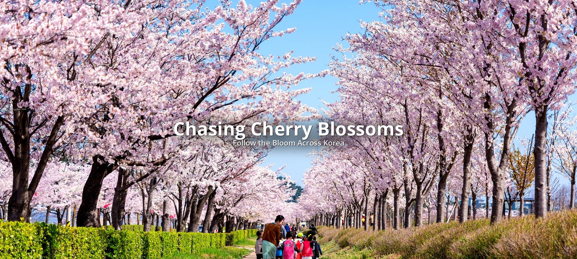 Services included chasing cherry blossoms tour Flower expert guide examining cherry blossom tree for peak bloom assessment