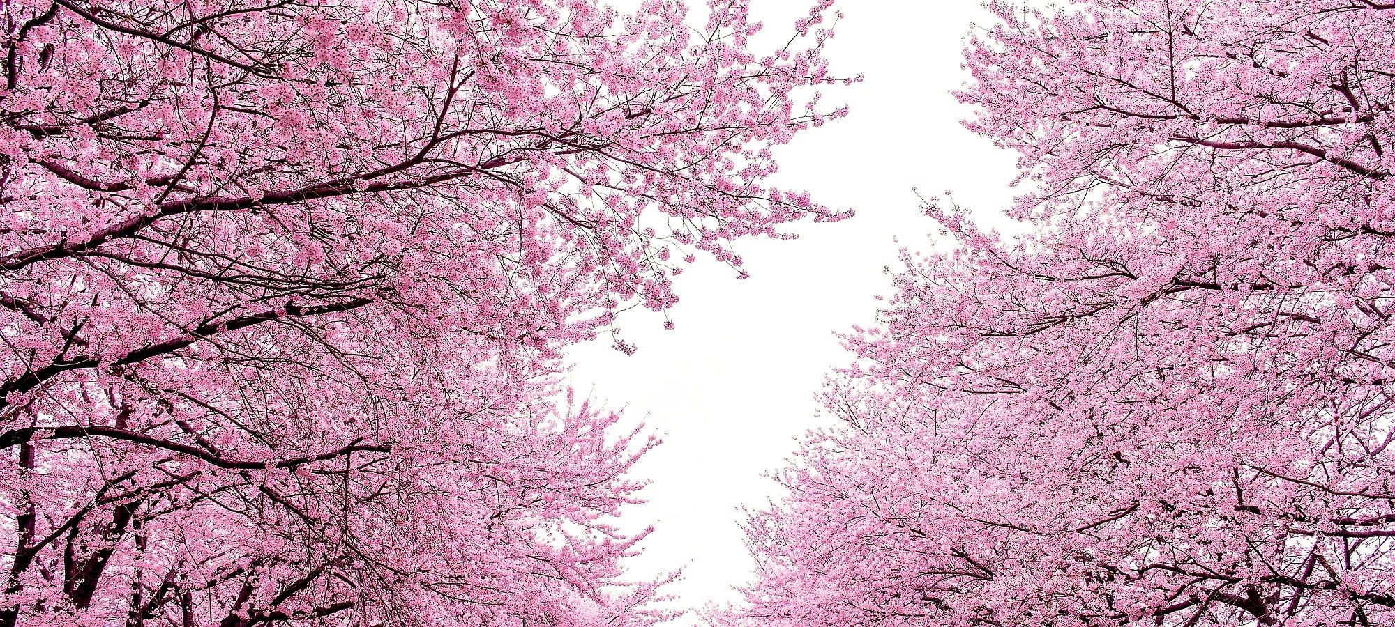 Chasing cherry blossoms flexible itinerary multiple destinations Map of Korea with multiple spring flower destinations across Seoul, Gangwon, Chungcheong regions