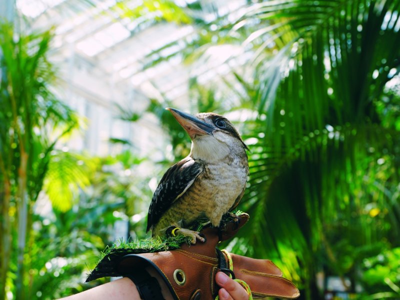 Gapyeong Begonia Bird Park Bird Park parrots and flowers