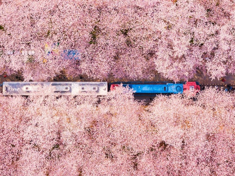 Jinhae Spring Panorama Panoramic view of Jinhae covered in cherry blossoms during peak bloom
