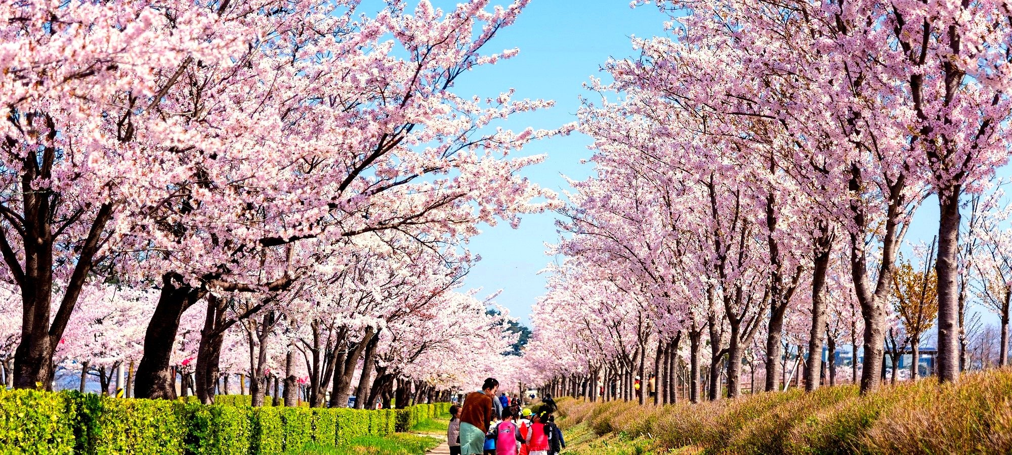 Important booking information chasing cherry blossoms Spring flowers blooming across Korea with cherry blossoms in foreground