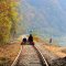 Tour Highlights Pedal along nature on Gangchon Railbike, romantic Nami Island views