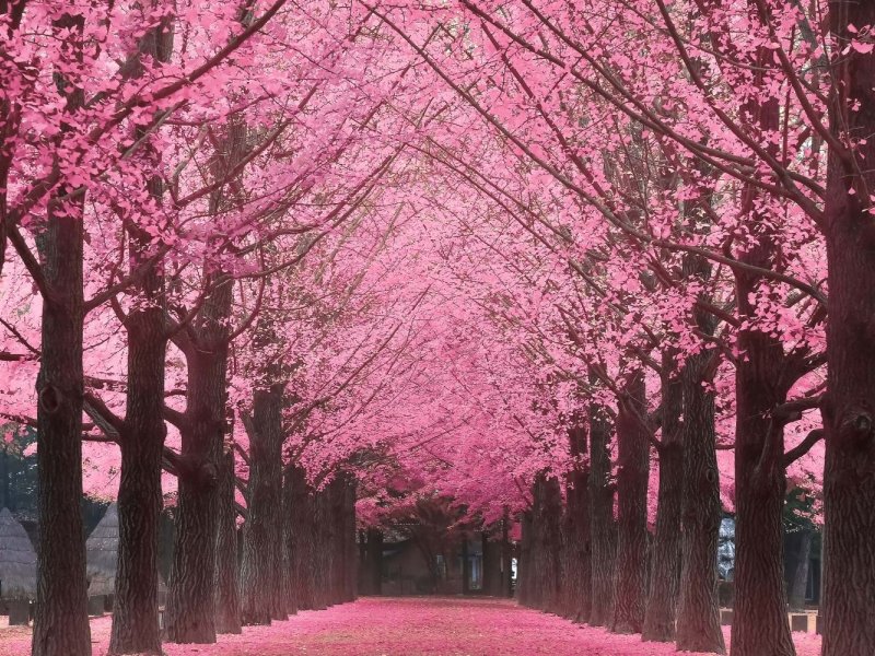 Nami Island + Railbike + Garden Tour Itinerary Map with three stops: Nami Island, Gangchon Railbike, and Garden