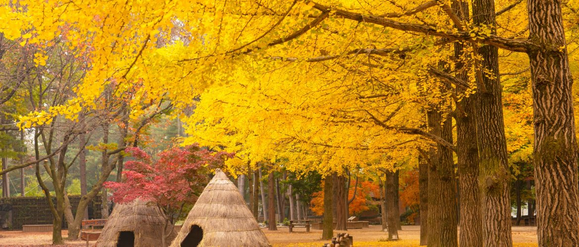 Highlights of Nami Island + Gangchon Railbike One Day Tour Tour group enjoying scenic views at a major attraction