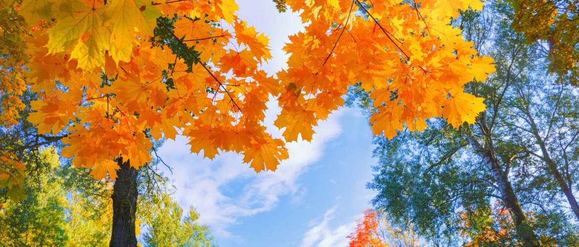 Services included in Nami Island + Gangchon Railbike One Day Tour Tour bus with professional staff assisting travelers at Seoul pickup point
