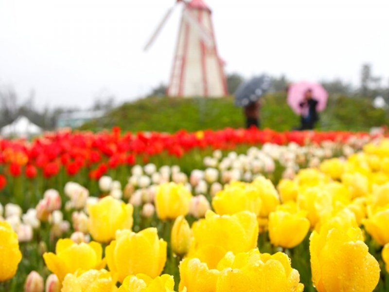 Strawberry Picking Highlights Fresh strawberries ready for picking