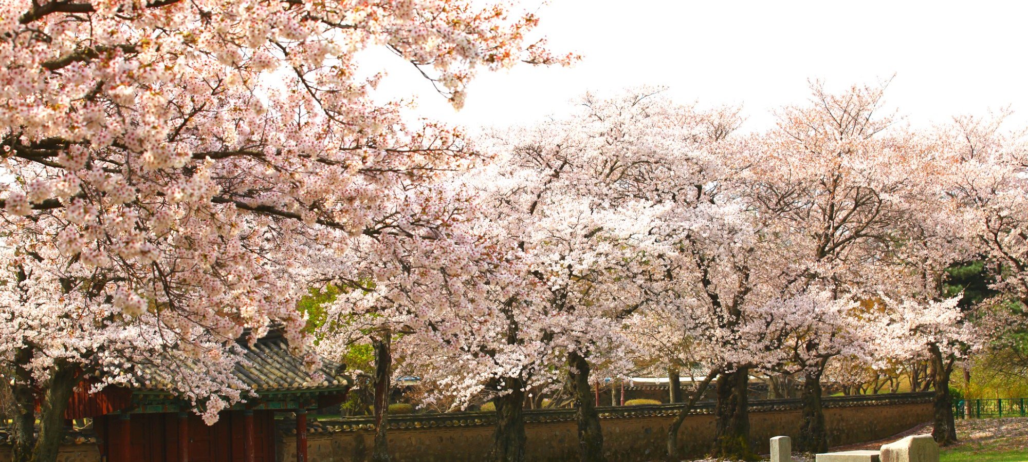 Services included Gyeongju Sky Capsule day tour Tour guide assisting travelers at Bulguksa Temple entrance