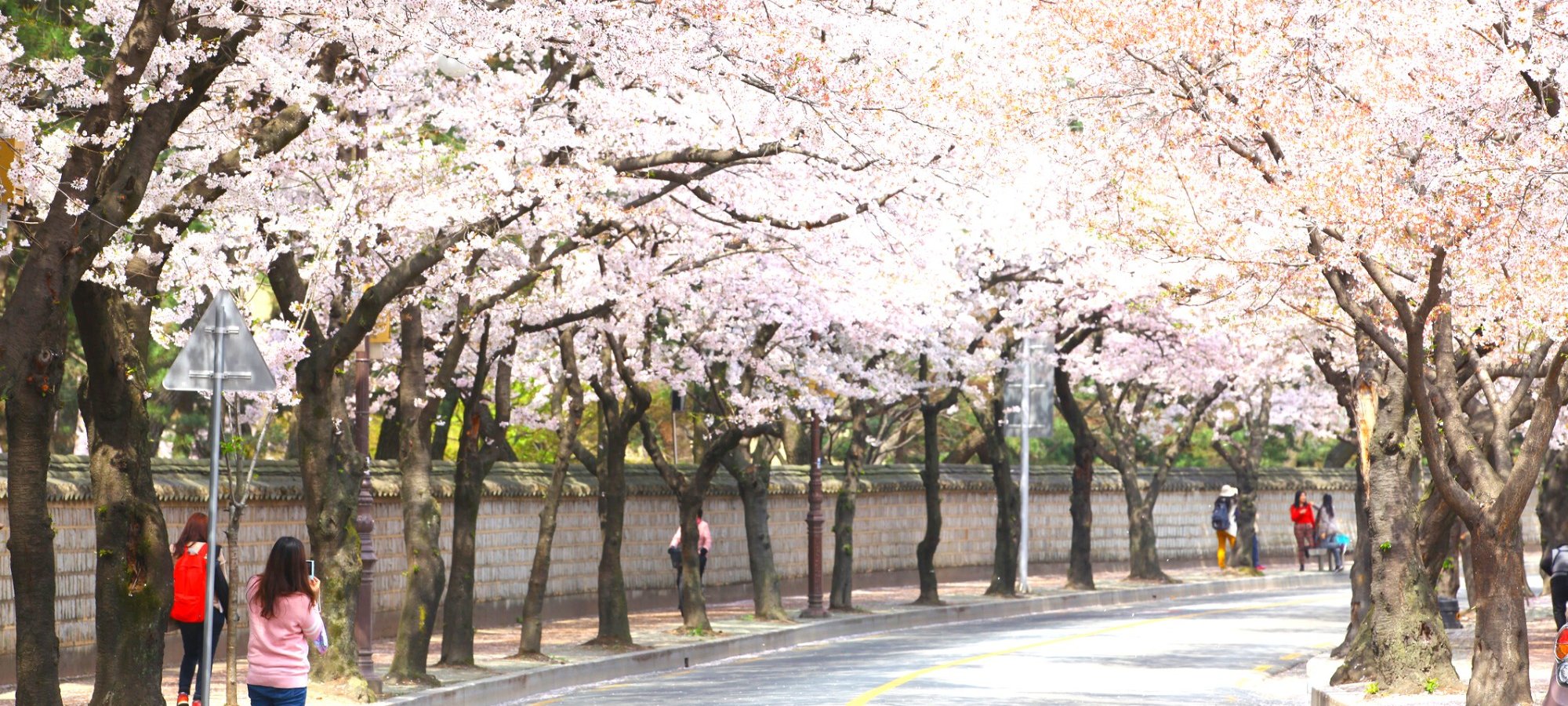Complete itinerary Gyeongju Sky Capsule tour from Busan Map showing route from Busan to Gyeongju historic sites and Blueline Park