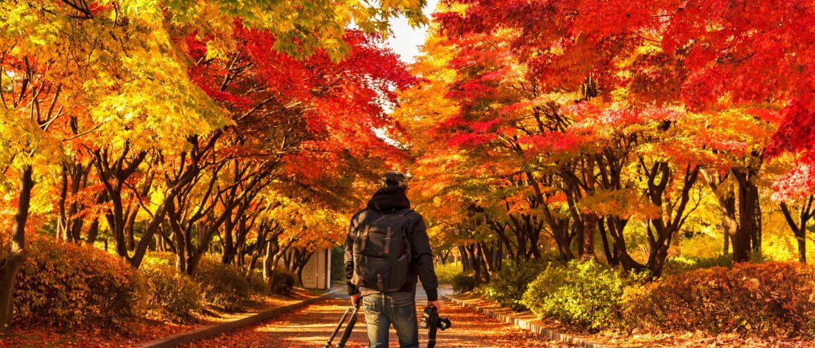 Photo of Nami Island + The Garden of Morning Calm One Day Tour attractions Beautiful landscape view of tour destinations in Gapyeong and surrounding areas