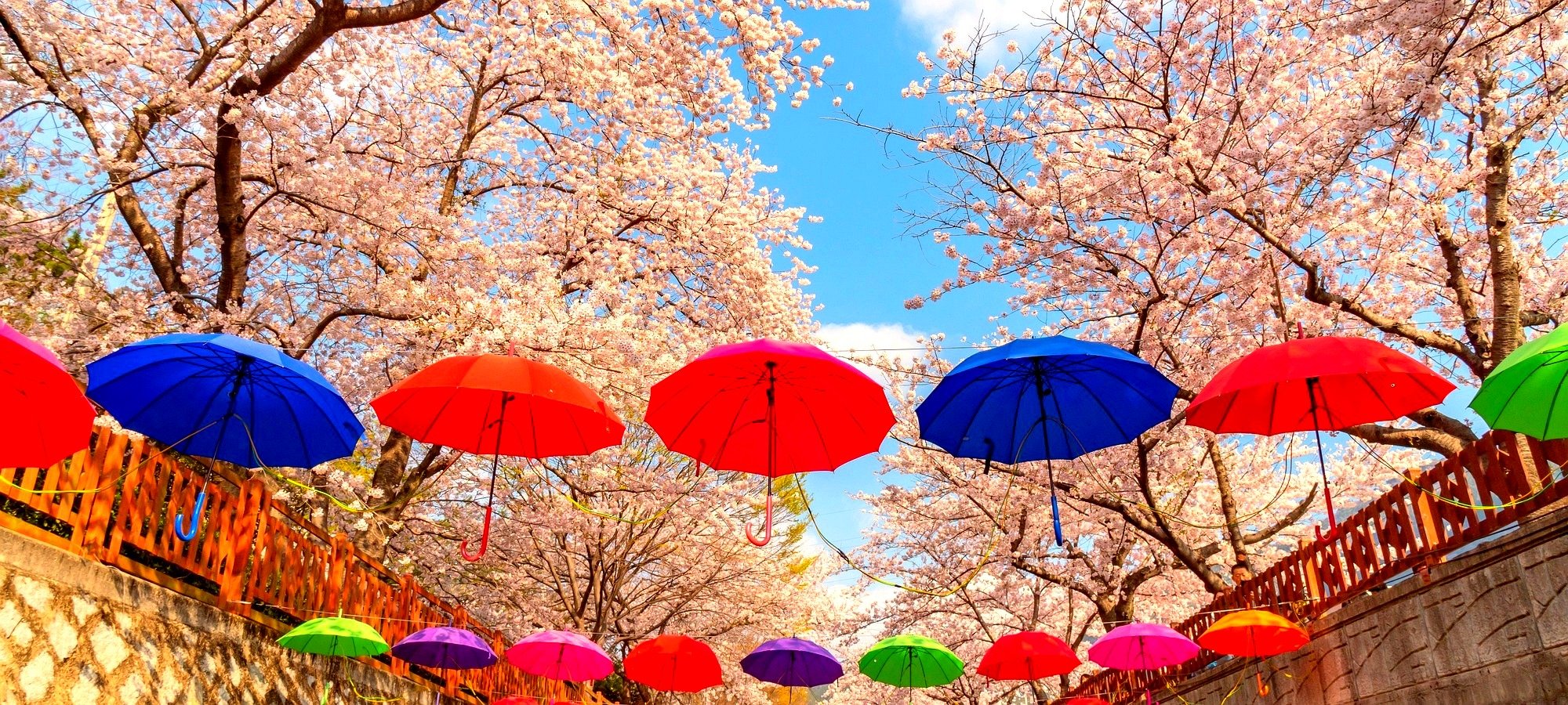 Complete itinerary Jinhae Cherry Blossom Festival day tour from Busan Map showing Busan to Jinhae Gunhangje cherry blossom festival route