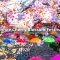 Jinhae Cherry Blossom Festival  (Jinhae Gunhangje) One Day Tour &ndash; Depart from Seoul
