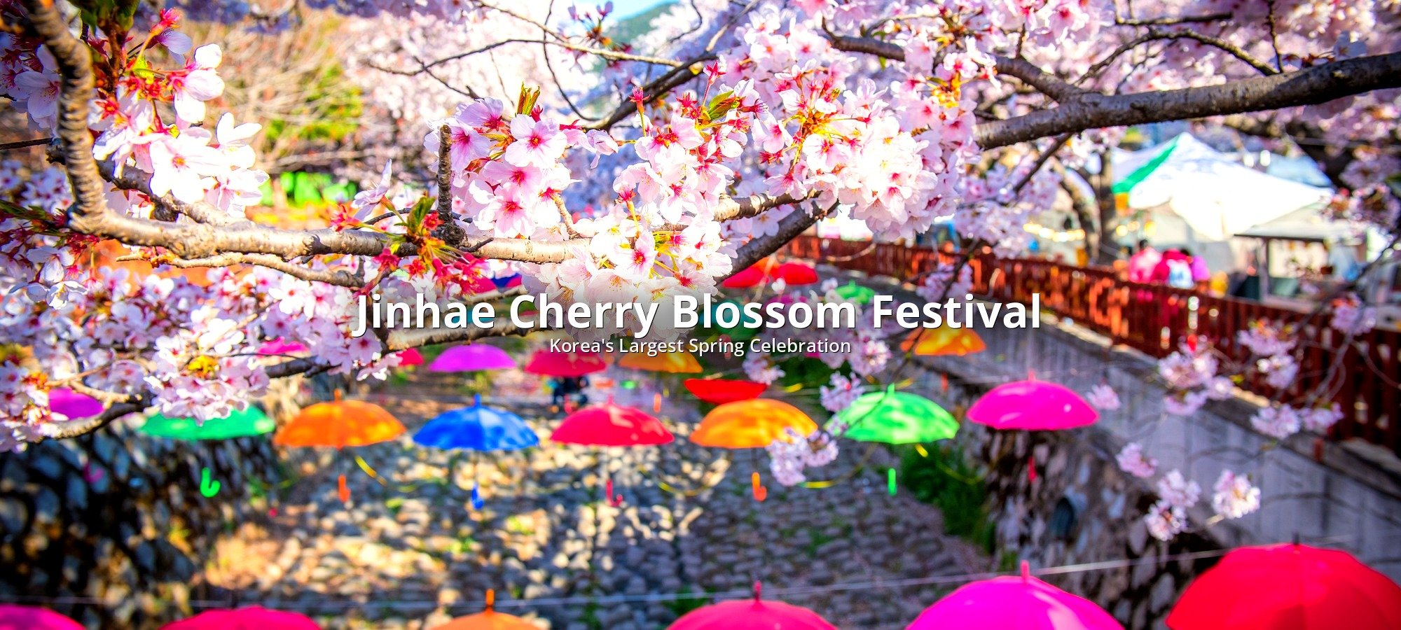 Services included Jinhae cherry blossom festival tour Tour group walking beneath blooming cherry tree canopies at festival