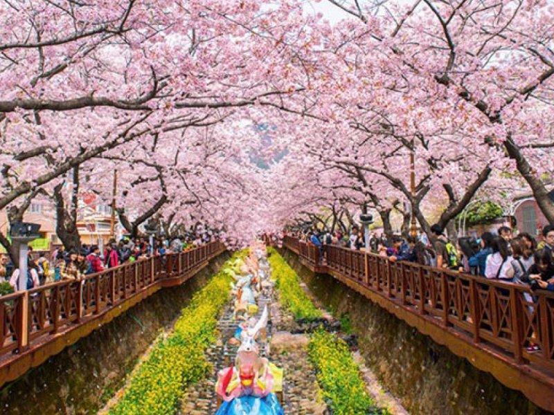 Cherry Blossom Festival 2020