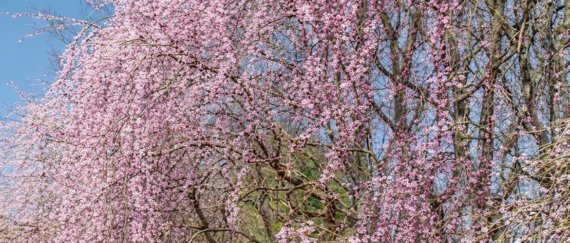 Important information for booking Nami Island + The Garden of Morning Calm One Day Tour Travelers preparing for tour with comfortable clothing and backpacks