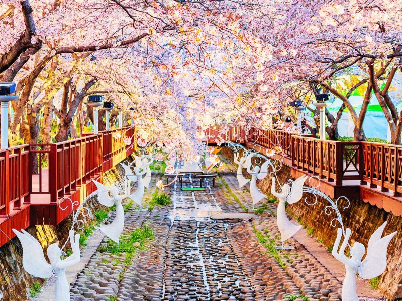 Jinhae Festival Scenery Pink cherry blossoms framing the stream and traditional Korean pavilion at Jinhae festival
