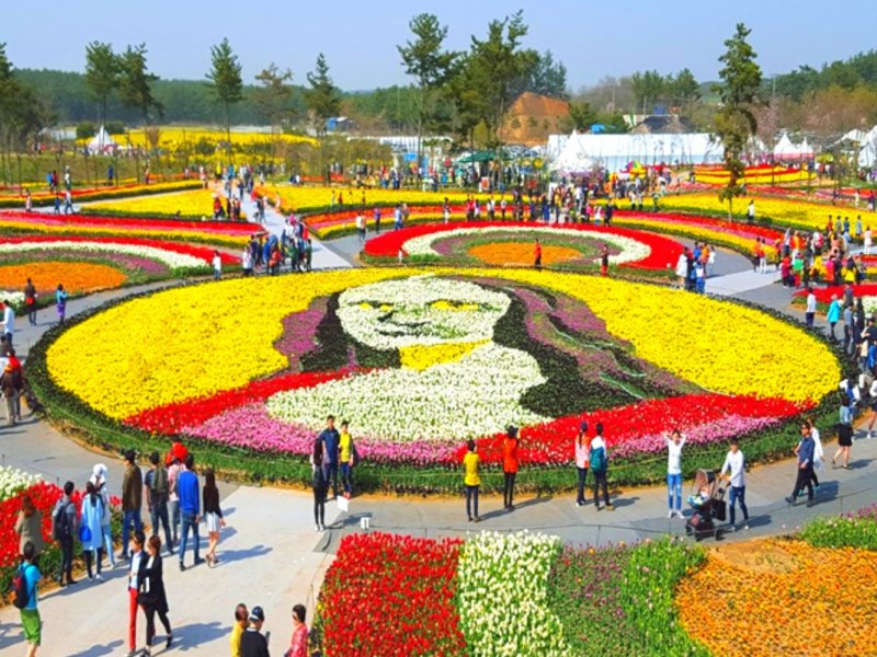 Taean Tulip Festival Vibrant tulip gardens at Taean Tulip Festival
