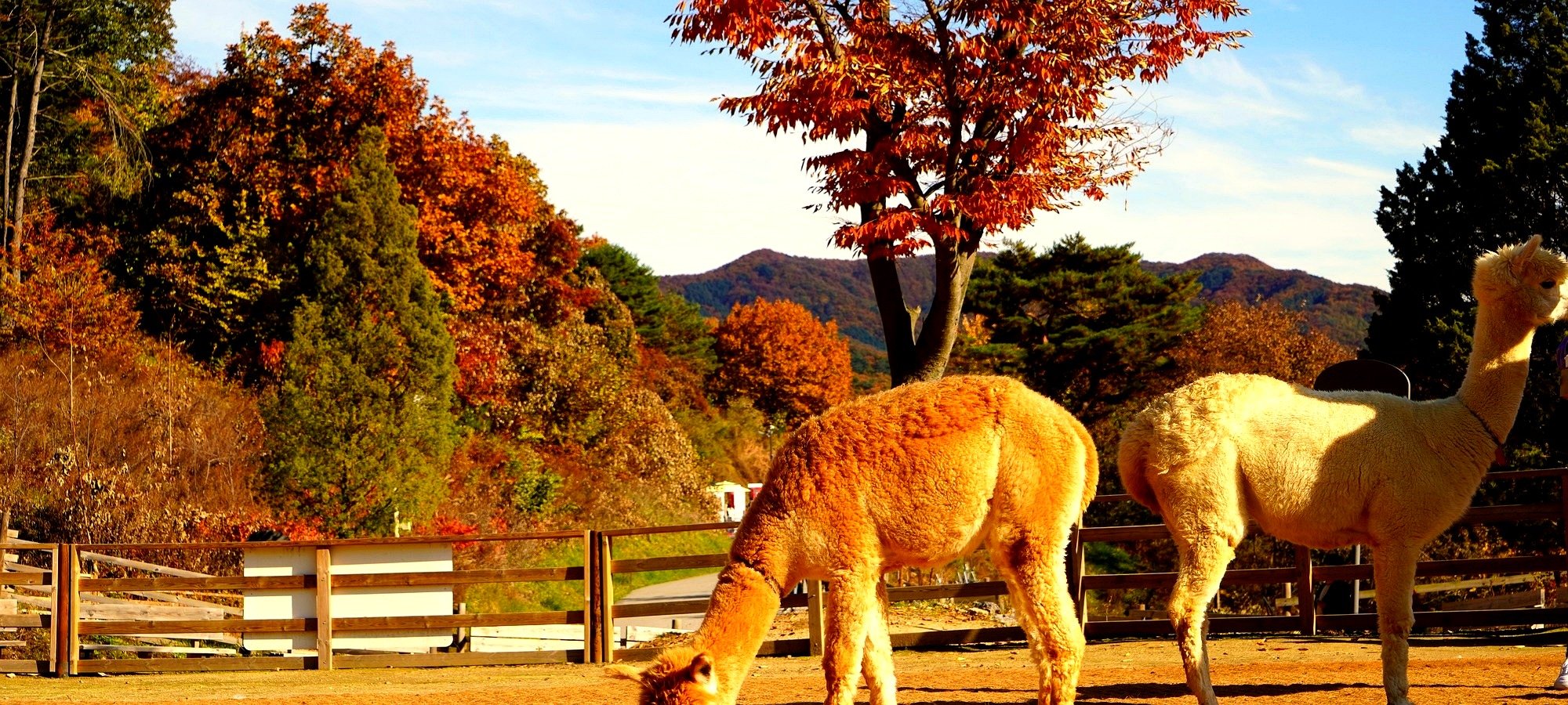 Detailed itinerary map for Alpaca World + Nami Island One Day Tour Map showing the route of the tour connecting Seoul departure points to Gapyeong attractions